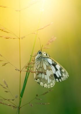 Summer butterfly in meadow