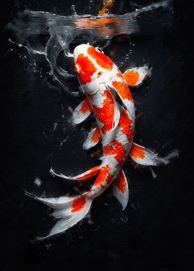 Orange and White Koi Fish