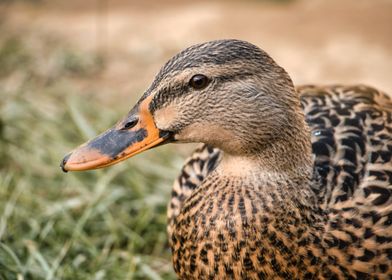 Photography of Brown Duck