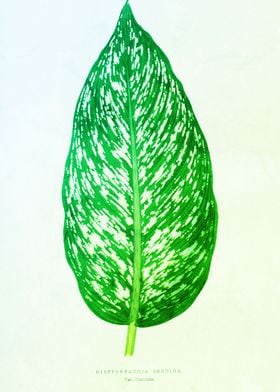 Botanic Retro Leaf