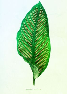 Historical Botanical Leaf