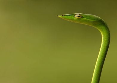 Green Whip Snake