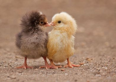 Two Baby Chicks