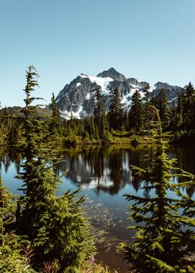 Forest near Snow Mountain 