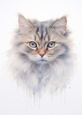 Cymric cat portrait