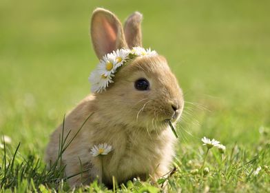 Princess Rabbit