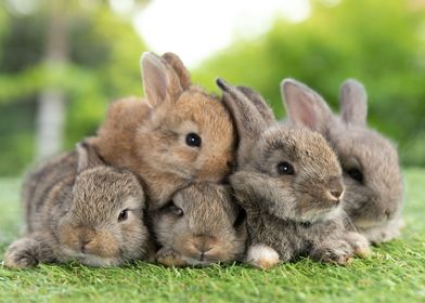 Bunch of Rabbits