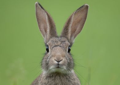 Hare saying hello