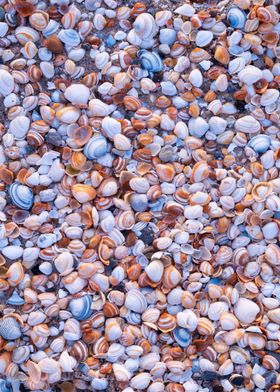 Seashells marine natural  