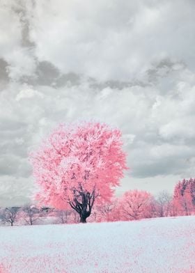 pink tree natural