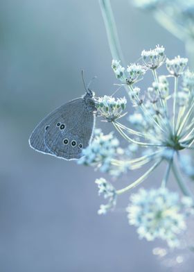 Summer butterfly in meadow