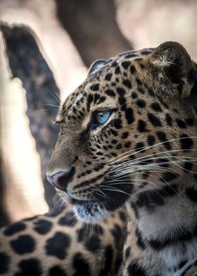 brown leopard