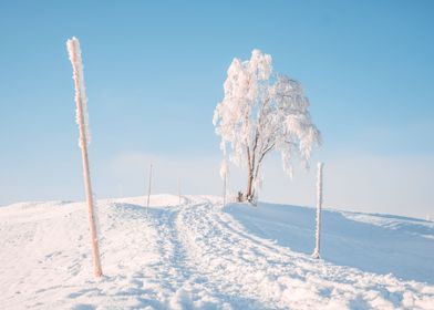 Tree on a hill in Winter