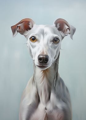 Italian Greyhound