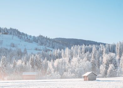 Winter Forest