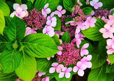 Blooms Foliage Elegance