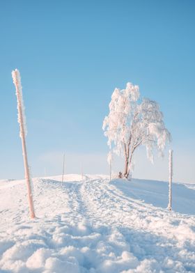 Tree on a hill in Winter