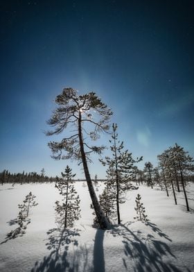 Moonlit Pine