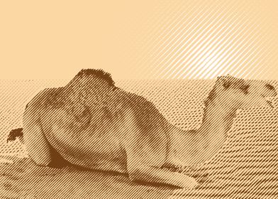 camel in halftone style 