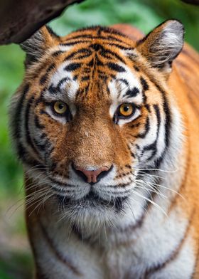 Amur tiger Closeup Siberia