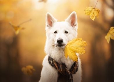 White Swiss Shepherd Dog B