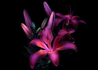 Purple lily Dark aesthetic