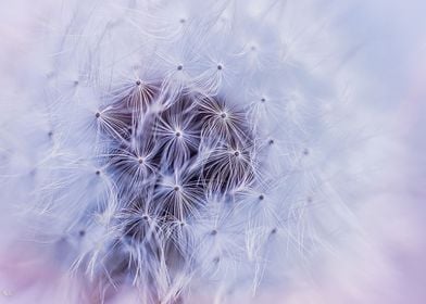 Dandelion flower White aes