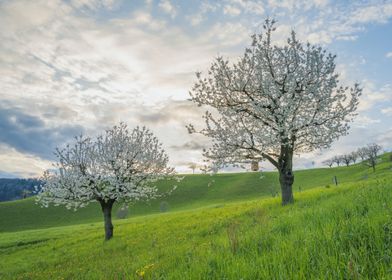 Trees with Cherry Blossoms