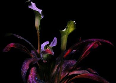 Calla lily Botanical Bloom