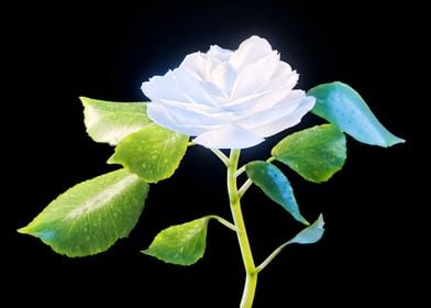 Snow Flower rose Moon Zen