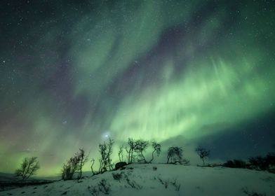 Wilderness Auroras