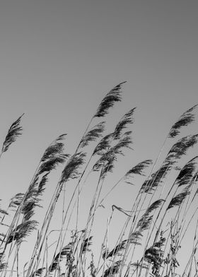 Reeds Black And White