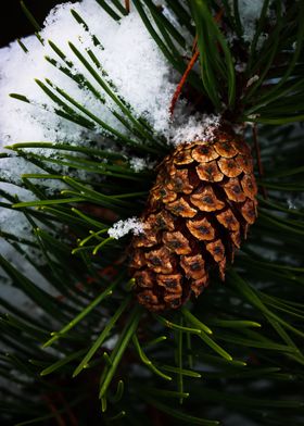 Vibrant Pine Cone and Snow