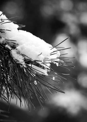 Pine Leaf with Snow Photo