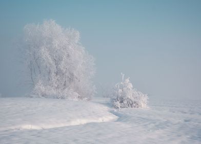 Trees in Winter fog