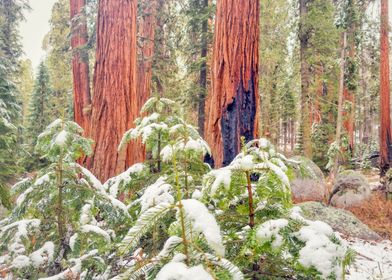Sequoia Winter
