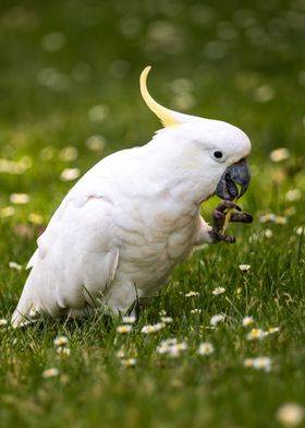 Portrait of a Cockatoo