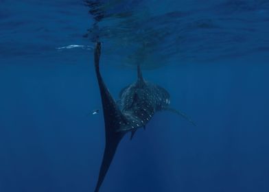 Majestic Whale Shark