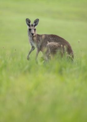 Portrait of a Kangaroo