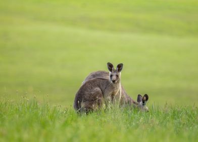 Kangaroo Pair