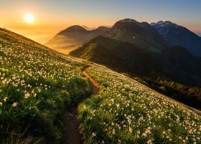 Daffodils in the Sunset