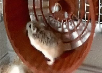 Hamster Meme