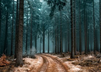 Autumn frosty forest