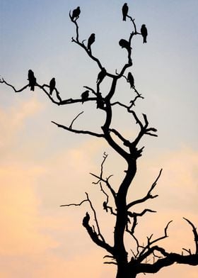 Silhouette Of Birds