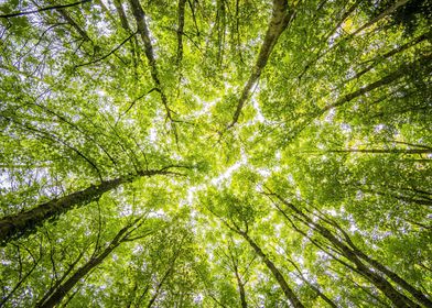 Green trees