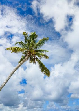 Palm tree and blue sky