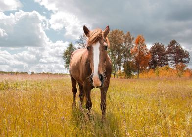 Horse in the field