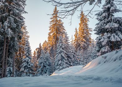 Sunny Winter Morning