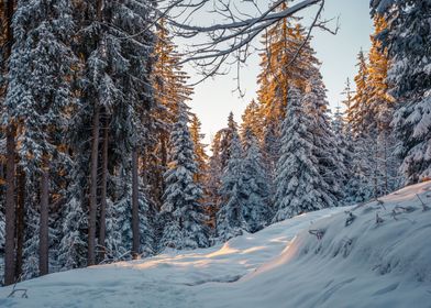 Sunny Winter Morning