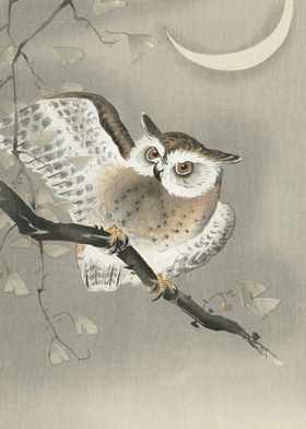 Longeared Owl